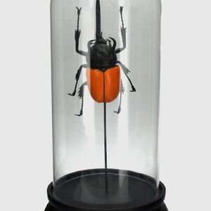 Giant Beetle in Cloche Display